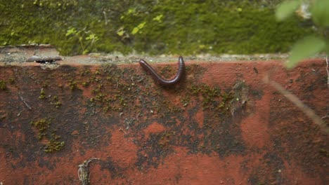 Static-Shot-Of-Beautiful-Ommatoiulus-Moreleti-Worm,-Portuguese-Millipede