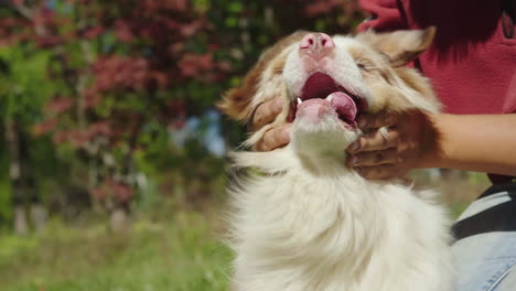 dog enjoying ear scratches slow motion