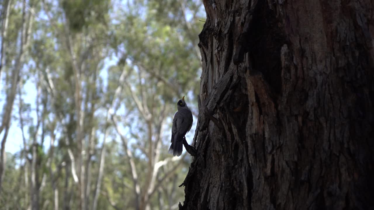pájaro australiano al lado del árbol en la naturaleza