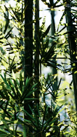 bamboo forest: lush green leaves and sunlight