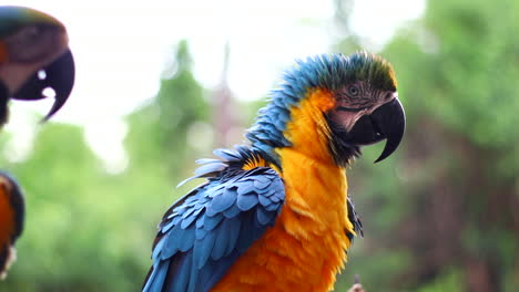 blue and yellow macaw shakes feathers and body in slow motion