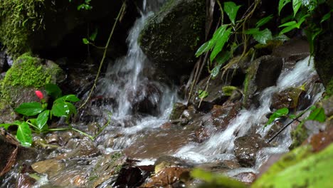 a close up of a river in costa rica