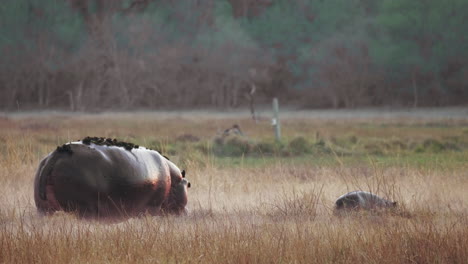 hippopotamus and its calf walking on the grassy meadow in botswana - medium shot