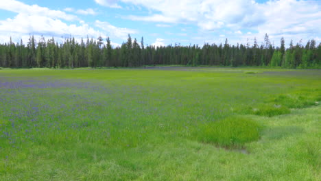 gorgeous wildflower meadow in serene montana landscape - slow zoom out