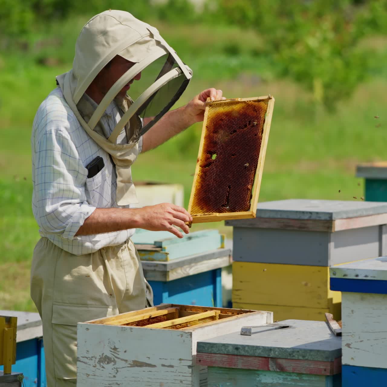 Laborioso apicoltore con cappello protettivo che controlla la sua fattoria. L'apicoltore esamina i favi da entrambi i lati. Natura sfocata sullo sfondo