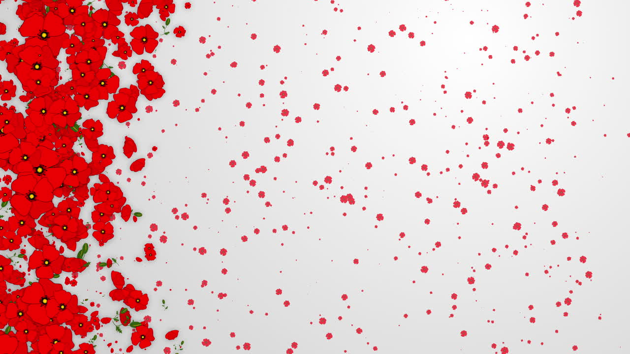 Red poppy flowers on white background. Rotating floral elements. Looped summer holiday animation. Screen saver with empty copy text space