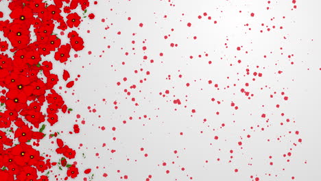 red poppy flowers on white background. rotating floral elements. looped summer holiday animation. screen saver with empty copy text space