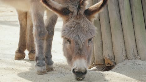 close up of domestic ass donkey at seoul grand park zoo in gwacheon, south korea