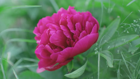 close up static shot of a paeonia officinalis growing in the garden