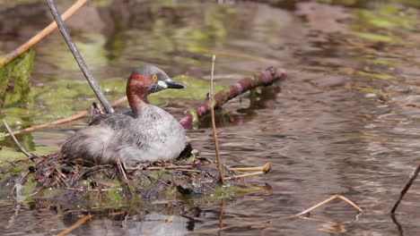 Little-Grebe-Hembra-Incubando-Huevos-En-Su-Nido-Flotante-Sobre-El-Agua-A-Media-Tarde