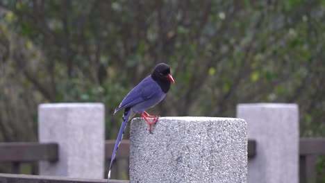 Famous-Taiwan-blue-magpie-is-often-endemic-to-Taiwan-caught-in-camera