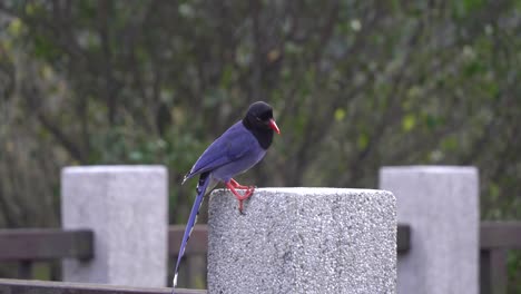 la famosa urraca azul de taiwán es a menudo endémica de taiwán captada en cámara
