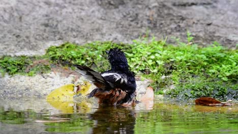 White-rumped-Shama-bathing-in-the-forest-during-a-hot-day,-Copsychus-malabaricus,-in-Slow-Motion