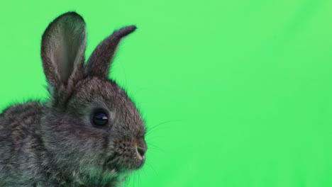 cute baby rabbit on green screen background