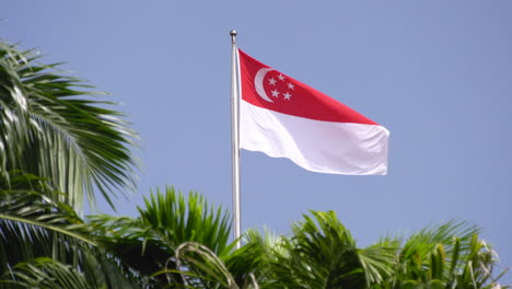 the flag of singapore blowing to the sea breeze on a sunny afternoon behind palm leaves
