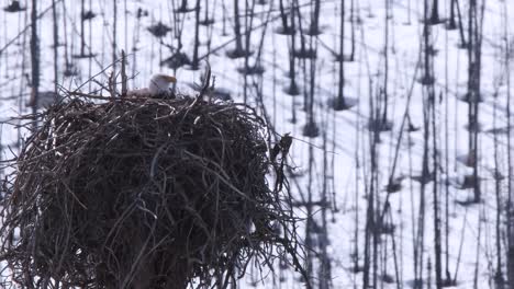 Bald-Eagle-sits-on-nest-atop-swaying-tree-in-spring