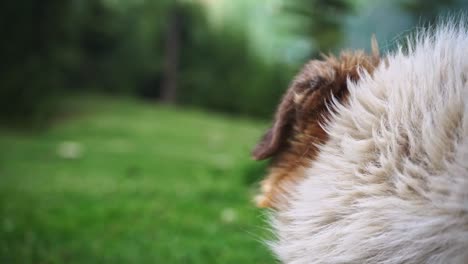 close up shot of a white himalayan dog's facial expression