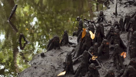 small crabs walking between mangrove roots on muddy jungle shore