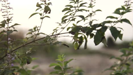 Slow-motion-shot,-changing-focus-from-the-ocean-to-a-branch-with-leaves-close-up