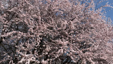 Flores-De-Cerezo-En-Plena-Floración-Cámara-Lenta