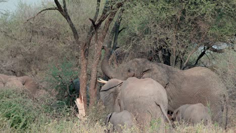 a male african elephant breaking branches from an acacia tree for a herd of females and calves feeding together in tarangire national park