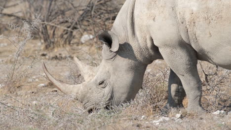 a closeup view of black rhinoceros