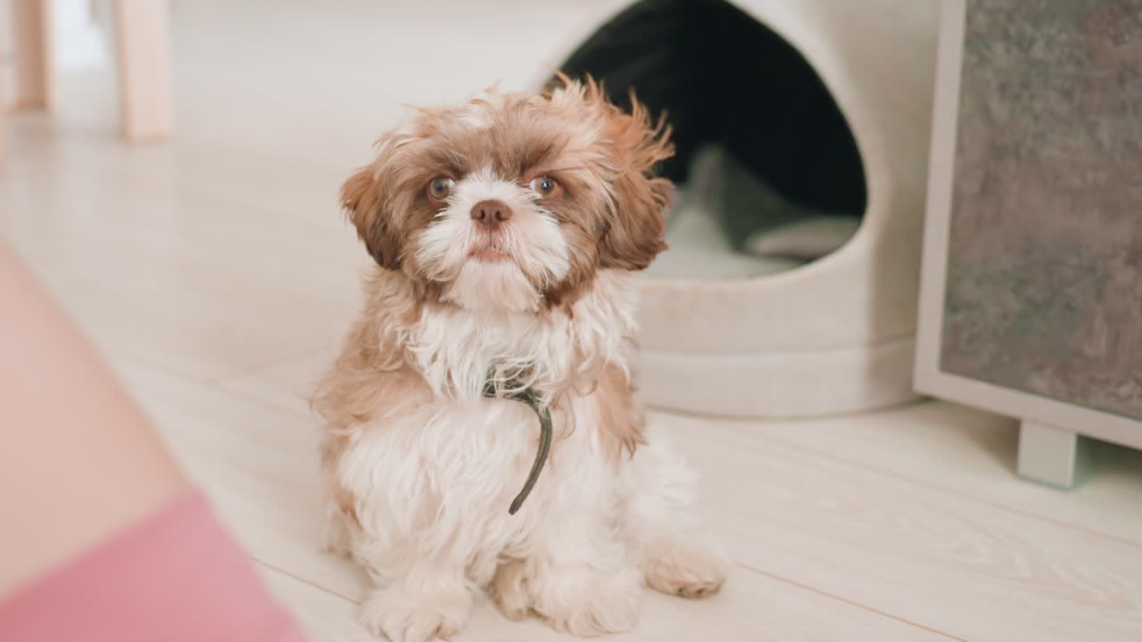 Attentive Lady Observing Calm Puppy Sit, Gentle Woman Watches Patient Puppy Sitting In Cozy Room, Serene Caucasian Lady Observing Quietly As Loyal Puppy Sits Attentive Beside Peaceful Pet Bed