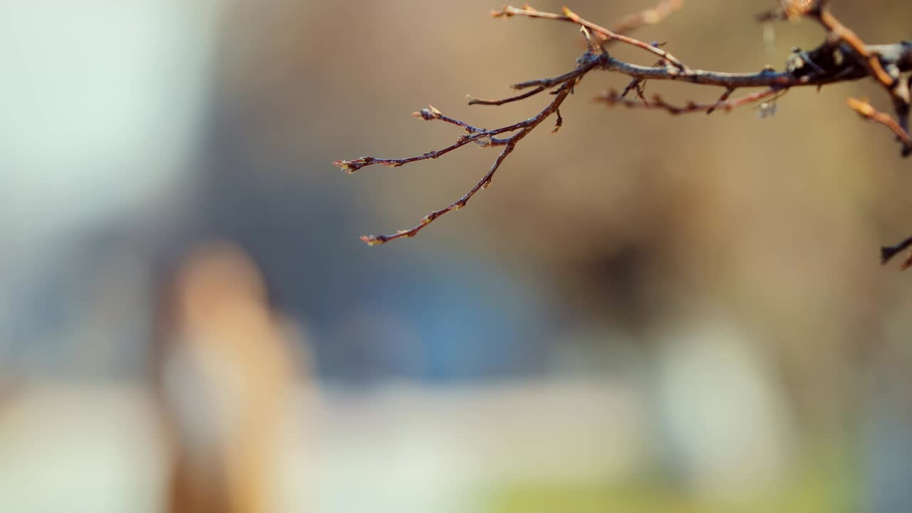 이 있는 나무의 가지. 이른 봄. 근접.