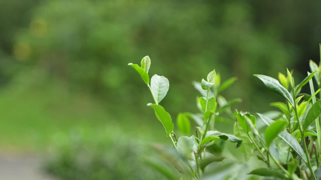 A beautiful tea garden on the hills of Darjeeling. Darjeeling tea is world famous for its taste and aroma. Darjeeling tea is mainly grown on the sloping lands of the hills