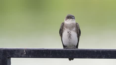 front facing shot of a cute brown-chested martin, progne tapera perching on a metal bar, chirping and wondering around against blurred lakeside background