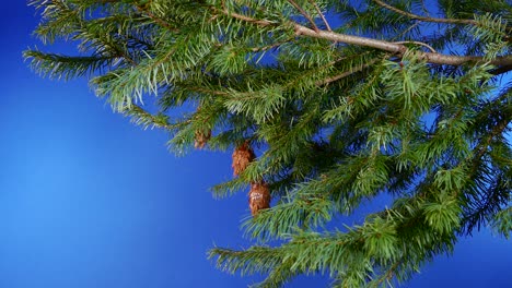 pine cones branches bluescreen for compositing