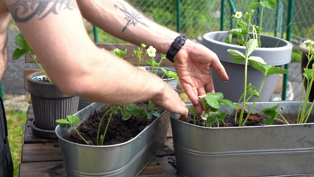 hombre sin camisa cuidando sus plantas de fresa recién plantadas - primer plano de plantas y brazos de hombre caucásico sin camisa y tatuado - 60 fps