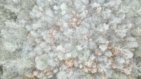 first snow falls on a forest, contrast between autumn and winter colors