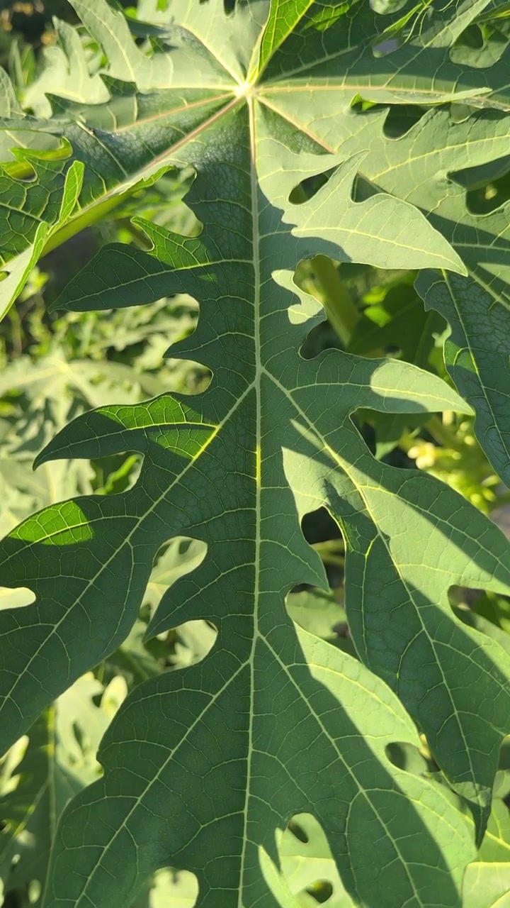 Close-up of a vibrant green papaya leaf in sunlight