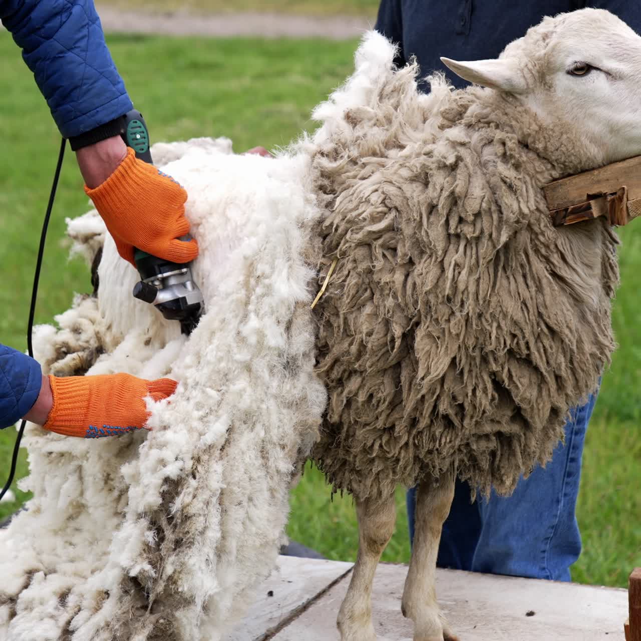 Man shears sheep outdoors. Sheep shearing on farm for production of wool fleece. Farmer shearing sheep with electric professional sheep clipper