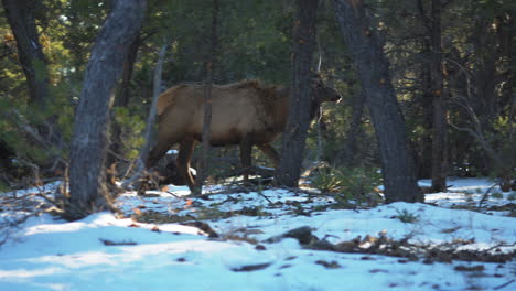 alces caminando sobre terreno cubierto de nieve en el campamento de mather