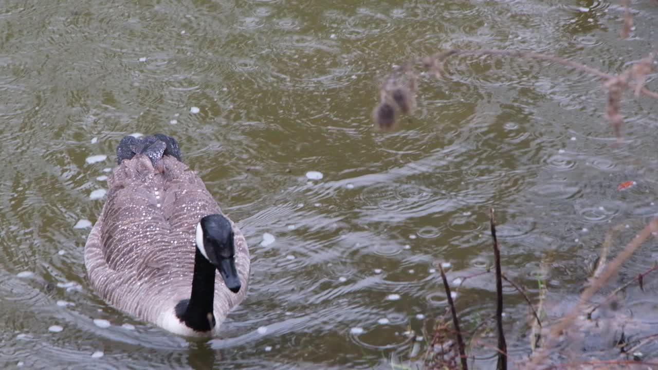 Primo piano di una coppia di oche canadesi vicino alla riva in una giornata ventosa e piovosa.