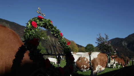 tyrollean cattle graze in a field in the alps bedecked with flowers