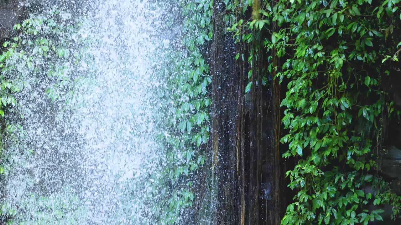 A cascading waterfall flows through dense green foliage in Dorrigo, NSW, captured with natural lighting and steady camera work