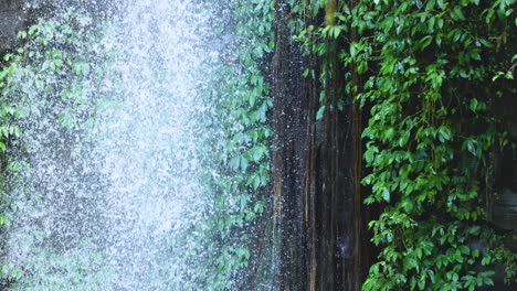 a cascading waterfall flows through dense green foliage in dorrigo, nsw, captured with natural lighting and steady camera work