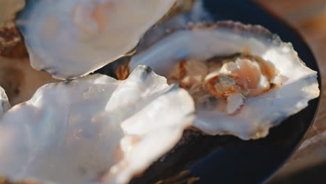 open oysters on a plate