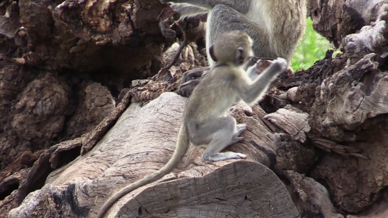 mono vervet juvenil en la raíz de un árbol caído mordisqueando un pedazo de corteza