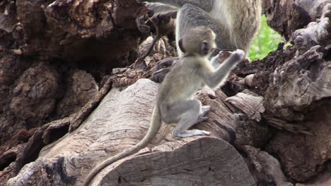 Junge-Meerkatze-Auf-Der-Wurzel-Eines-Umgestürzten-Baumes-Und-Knabbert-An-Einem-Stück-Rinde