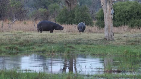 wide shot of two hippos interacting outside the water, khwai botswana