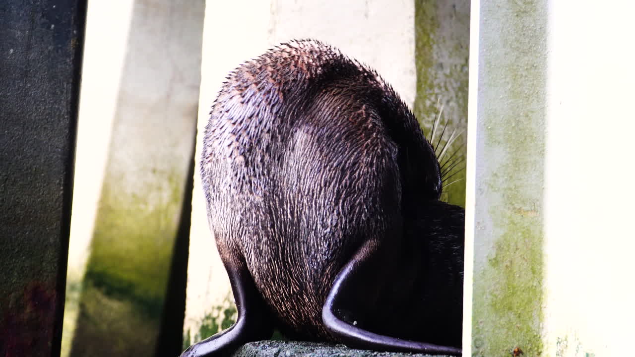 스스로 청소하는 귀여운 아기 바다표범, 휴대용 보기로 확대