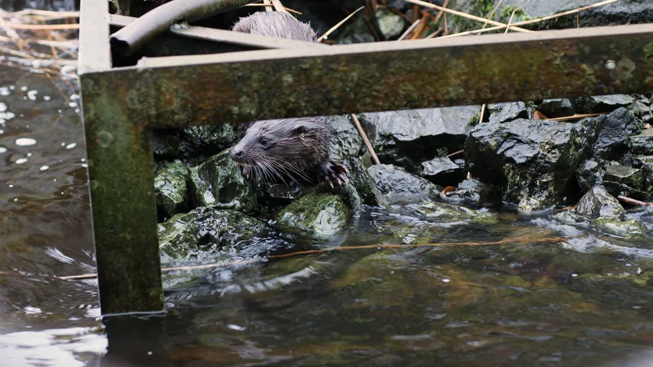 Giovane lontra europea (lutra lutra) che chiama sulla riva del fiume si allontana a nuoto