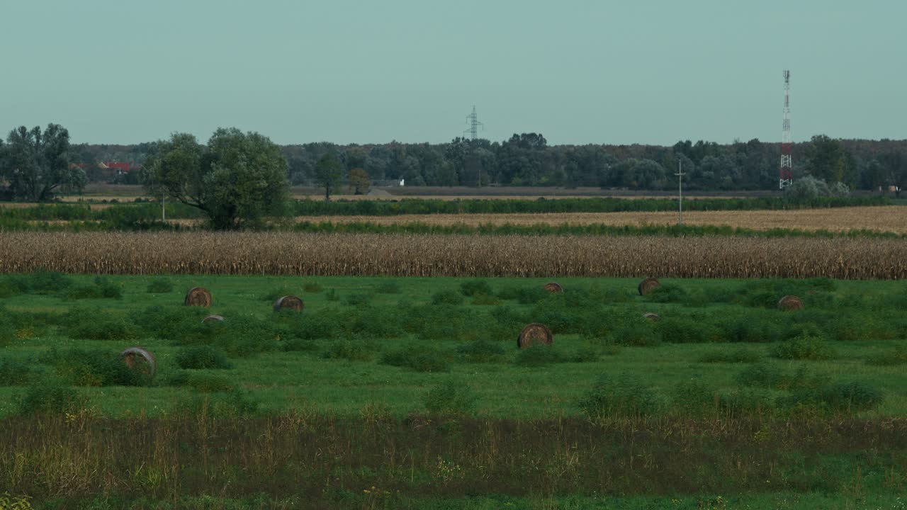 Scenic rural field with hay bales scattered near a cornfield under a clear sky