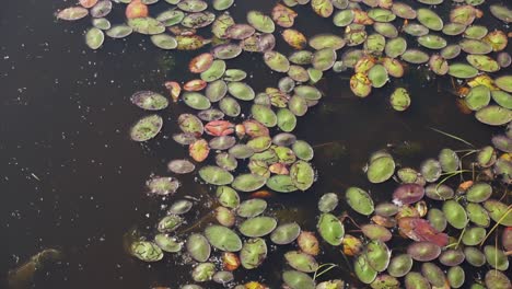 Pantano-Con-Hojas-De-Colores-Flotando-En-El-Agua