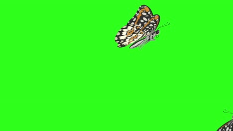 multiple butterflies flying across a vibrant green background