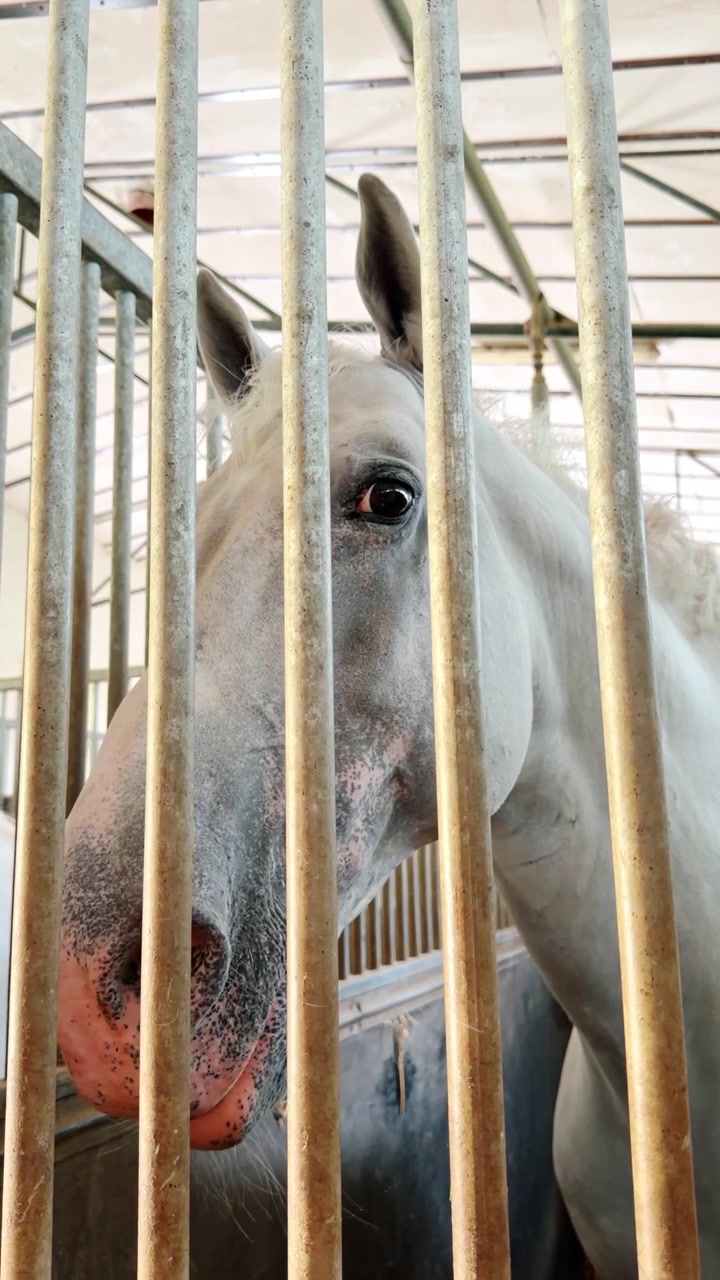 Horse in stable looking through bars. A horse stands in a stable and looks through the bars of its enclosure. The animal appears curious and attentive.